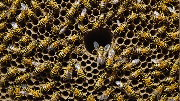 Destruction nid guêpes hauts-de-seine : sécurité assurée