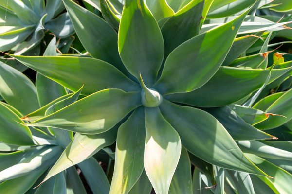 Paulownia distance maison : maximisez votre jardin en toute sécurité